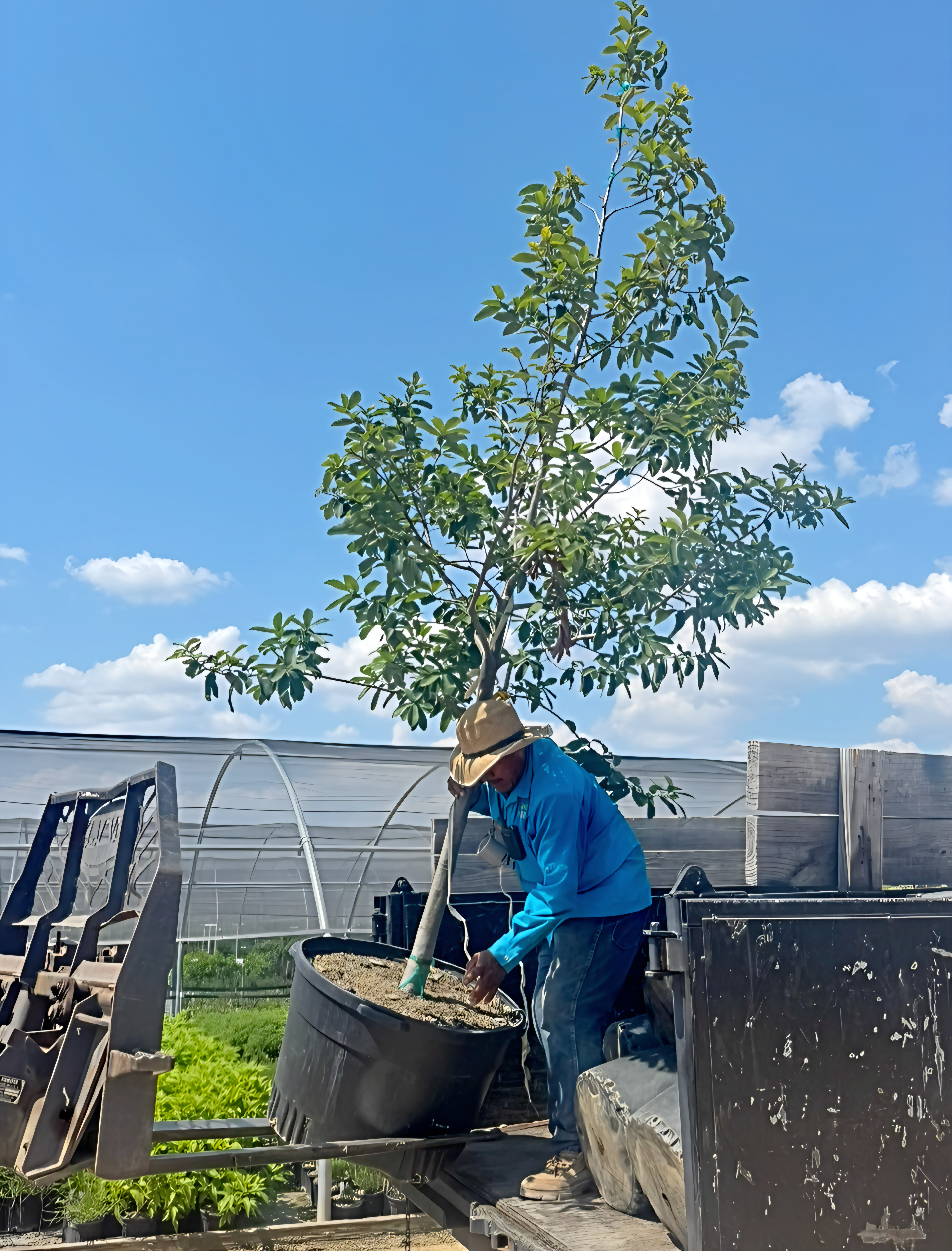 Tree planting service in Austin