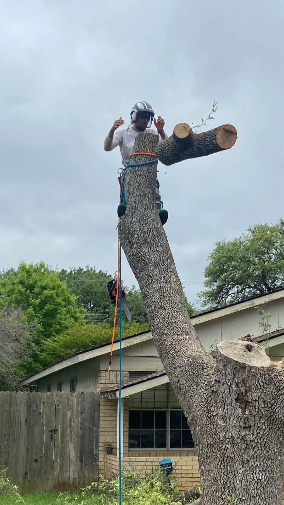 Tree removal service in Austin