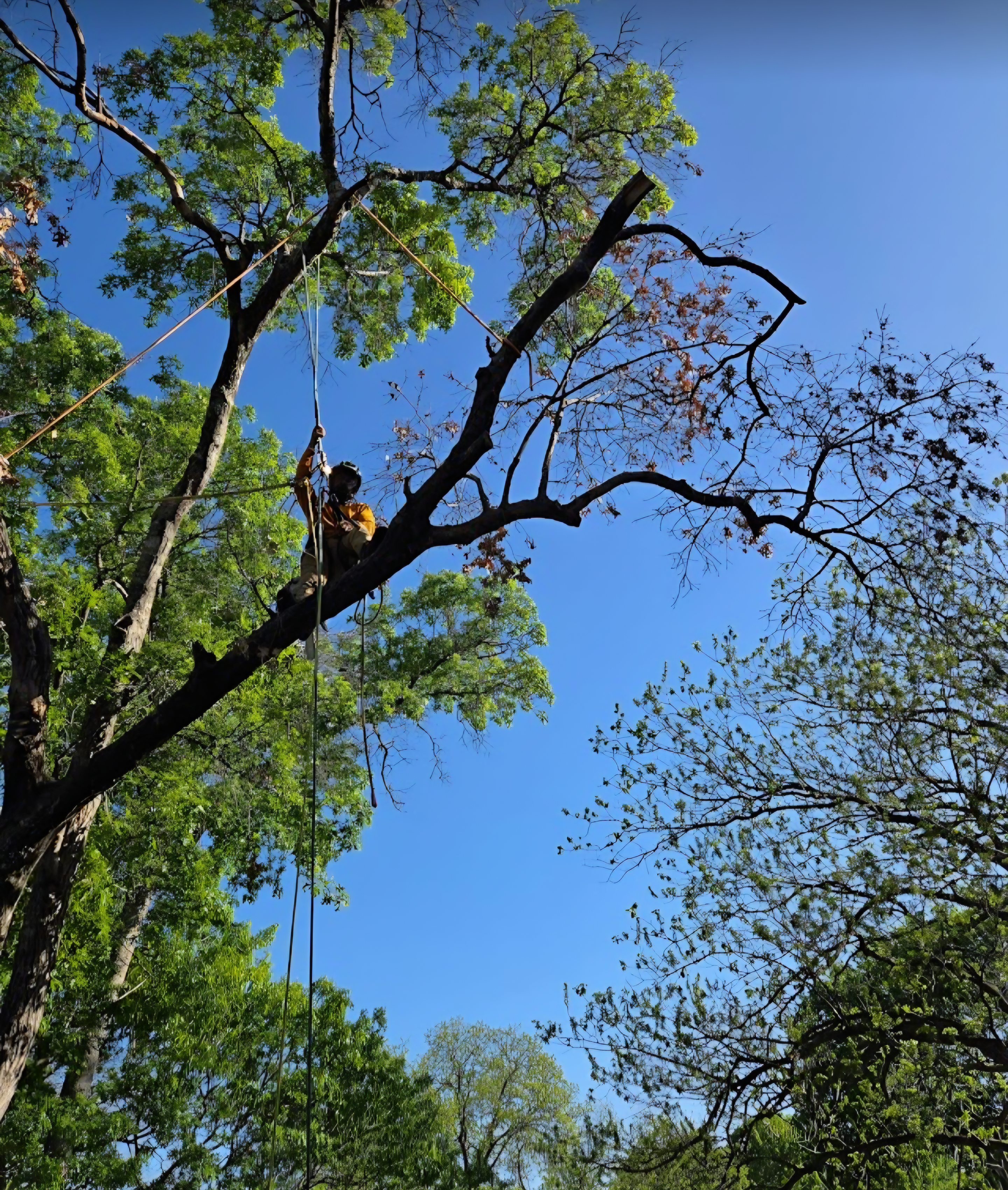 Tree trimming and pruning service