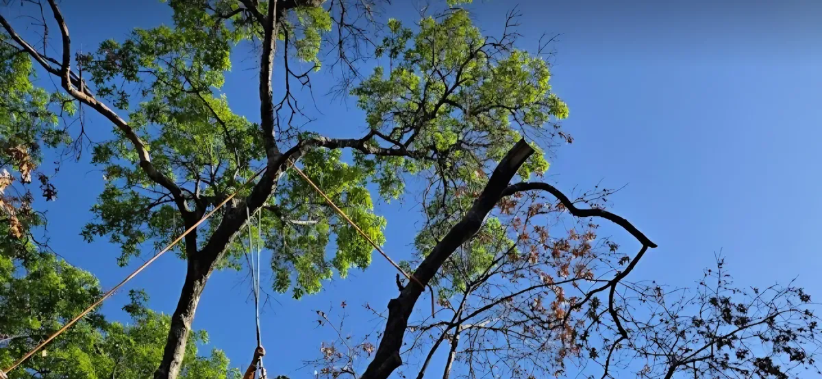 Tree trimming and pruning service