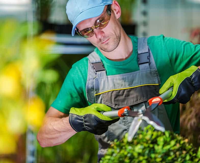 Tree pruning