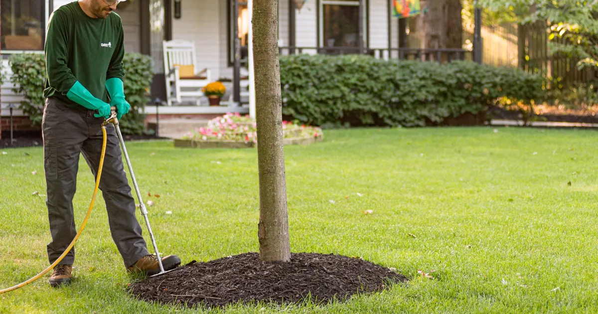 tree-and-shrub-fertilization