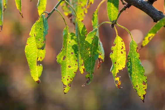 leafs damaged