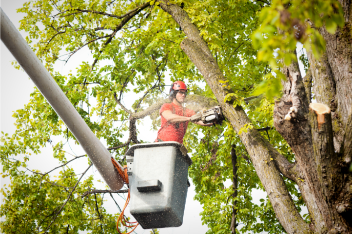 Tree care