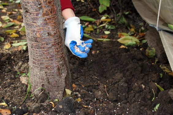 tree caring