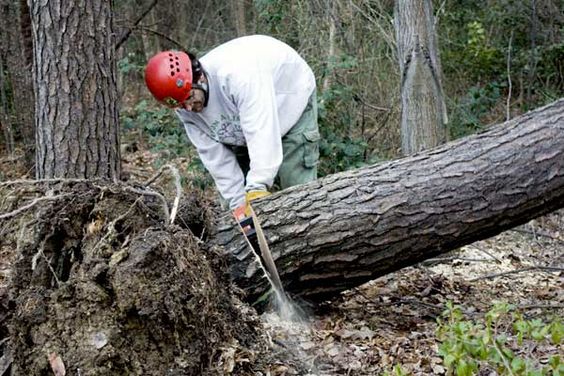 Tree stump grinding service