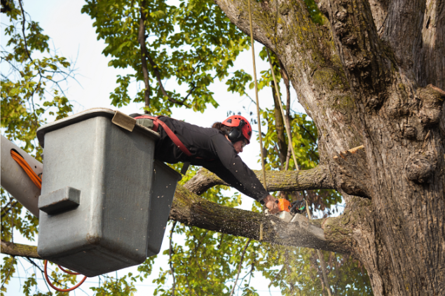 Tree maintenance