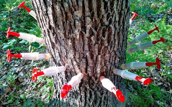 Tree caring medicine use