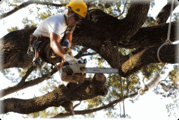 Tree stump grinding service