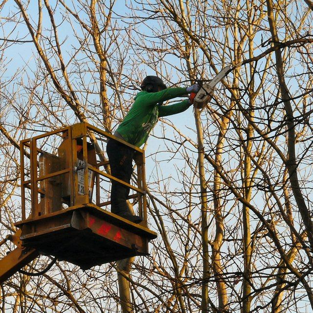 Tree lot clearing