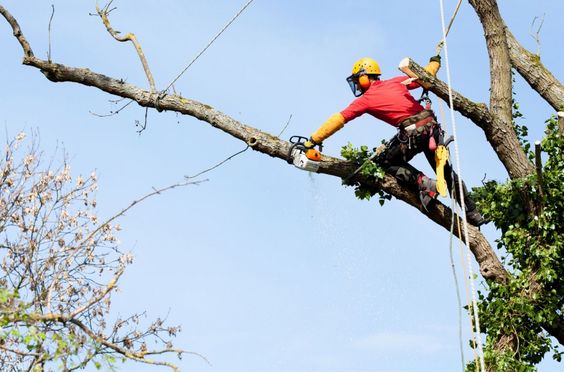 Tree crown thinning