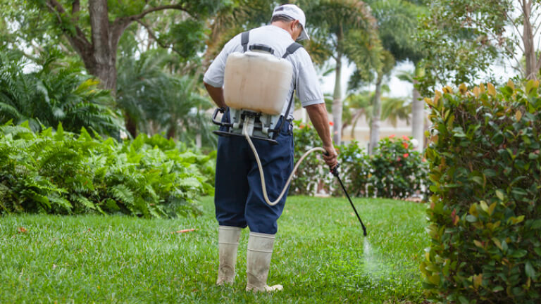 Tree disease treatment